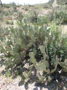 Larry says, “Everything here can hurt you.” Including this prickly cactus.