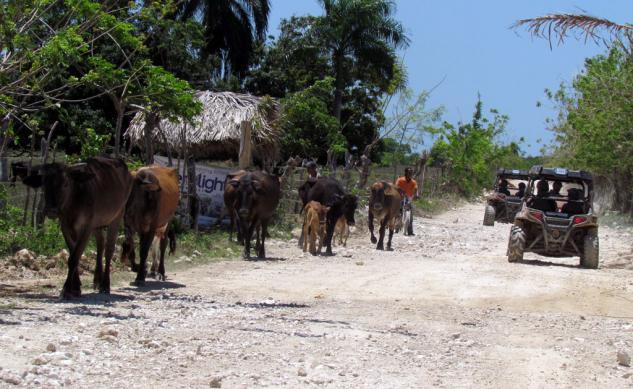 Dominican Republic Cows